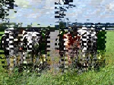 Vrijwilligerswerk in Raalte