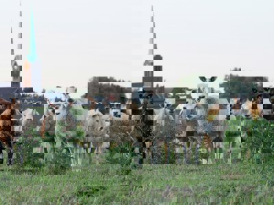 Vrijwilligerswerk in Zevenaar