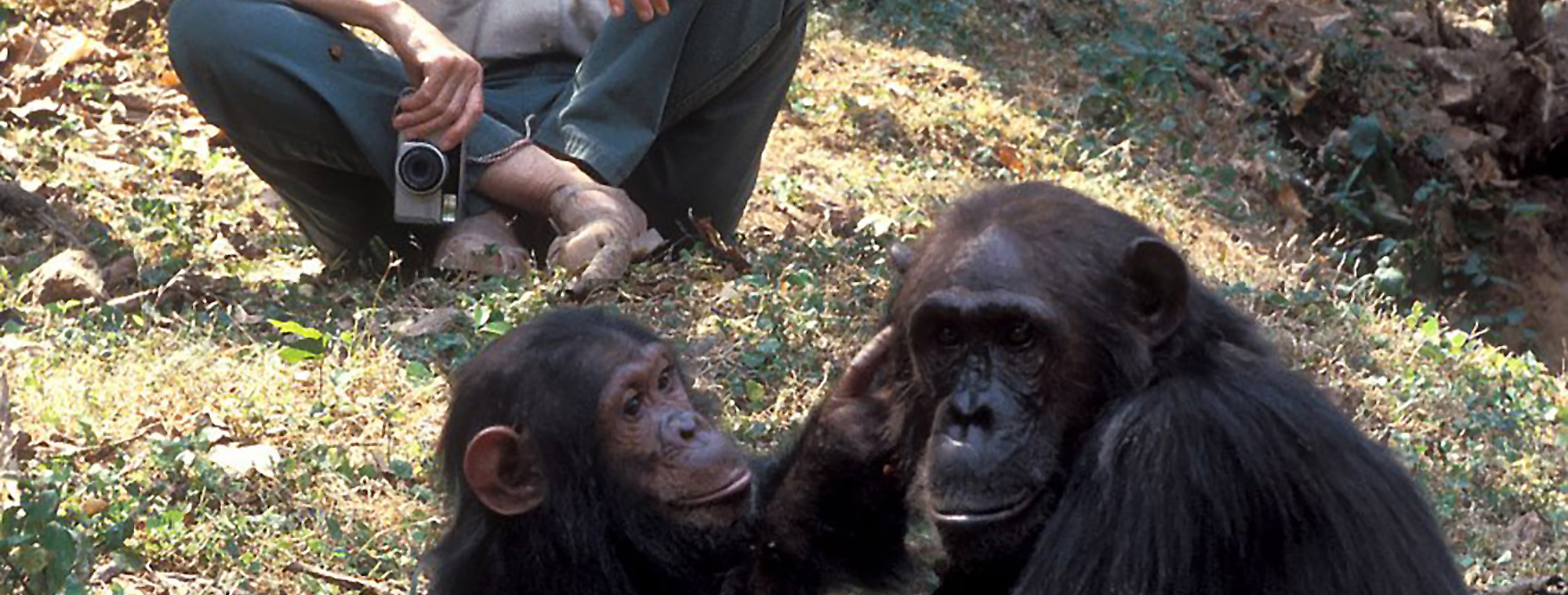 Jane Goodall Instituut Nederland-photo