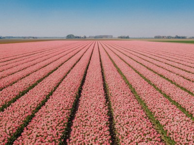 Vrijwilligerswerk in Vlaardingen