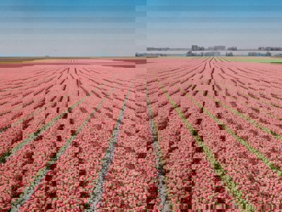 Vrijwilligerswerk in Vlaardingen